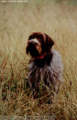 Griffon Korthals NEMO DU MAS DU JONQUIER Griffon Korthals NEMO DU MAS DU JONQUIER